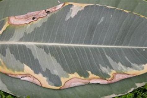 What Diseases And Insect Pests Do Rubber Fig Have And How To Control