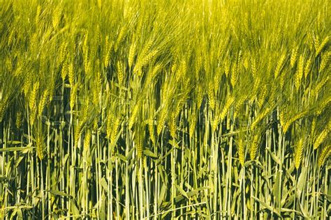Green Wheat On The Field In Spring Stock Image Colourbox