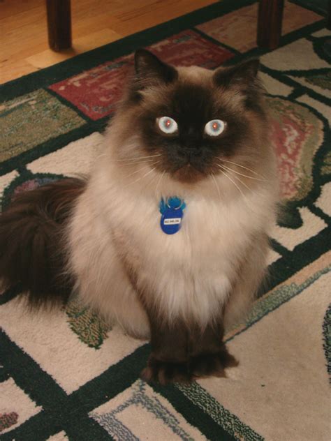 Ok Here Is A Better Pic Of Marcel Chocolate Point Himalayan Chat