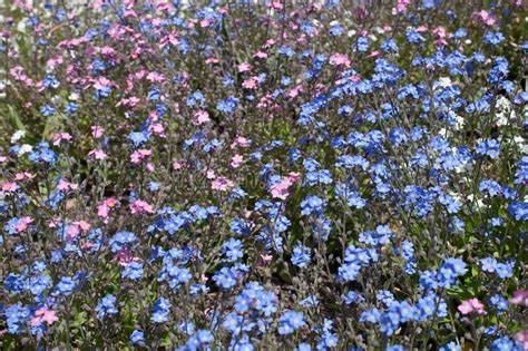 Pink And Blue Forget Me Nots Flowers Stock Image Image Of Growing