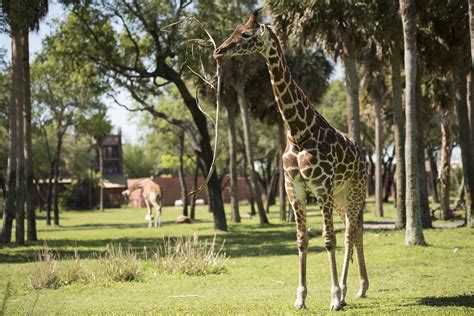 Three Generations Of Giraffe At Disneys Animal Kingdom Lodge