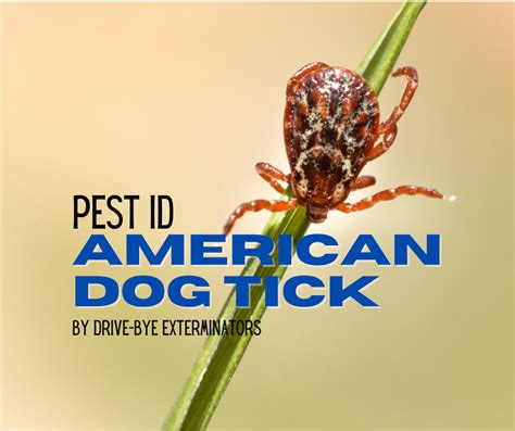 American Dog Tick Drive Bye Pest Exterminators