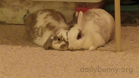 Bunnies Share A Nuzzly Moment The Daily Bunny