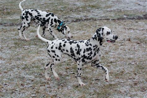 Two Young Beautiful Dalmatian Dogs Running Outdoors In Winter Stock