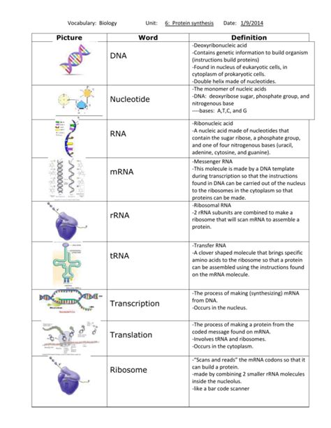Vocabulary Dna Protein Synthesis And Mutations With Definitions