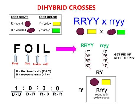 Show a dihybrid cross using your sigle two allelle traits. Test Cross - Definition and Examples | Biology Dictionary