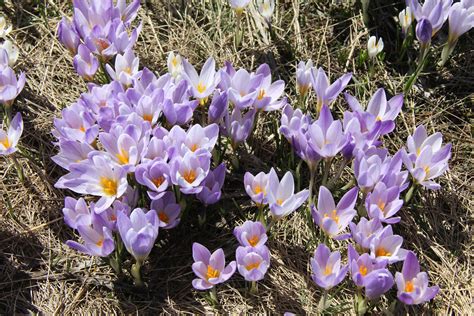 Cherry blossoms, the spring equinox, the moon, the sun, clouds, rainbows, wildflowers, farm animals, forests, rain, lightening, ocean, wild vegetables, moss on a stone, stars, sunshine, wild birds, pet birds, newborn bird. 7 EARLY SPRING FLOWERS IN MONTENEGRO - Living in Montenegro :)