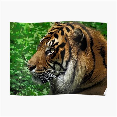 Sumatran Tiger Wildlife Big Cat Lover Poster By Natureprints Redbubble