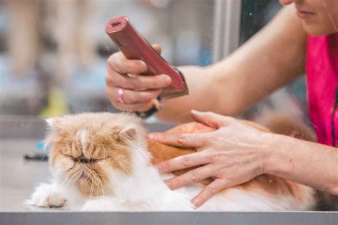 Grooming Tips For Caring For Your Cats Coat Vetwest Veterinary Clinics