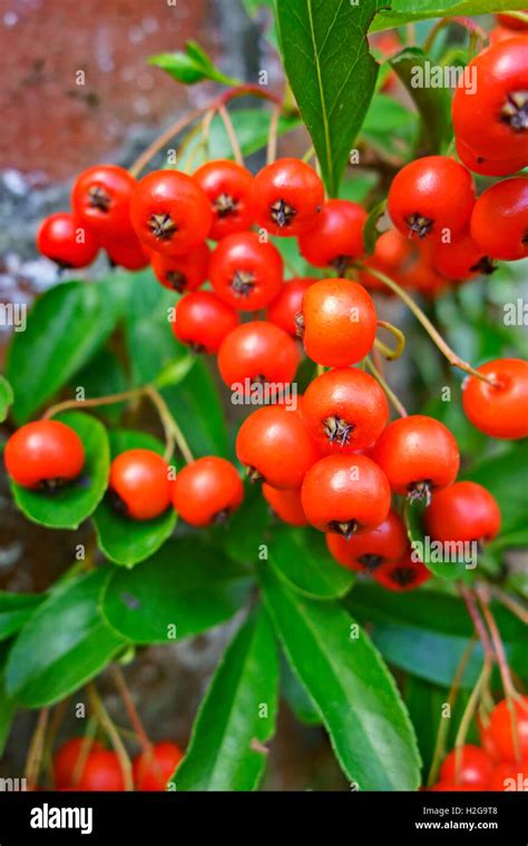 Orange Berries Of Pyracantha Shrub In Autumn Close Up Stock Photo Alamy