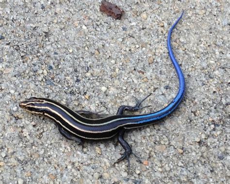 Five Lined Skink Project Noah