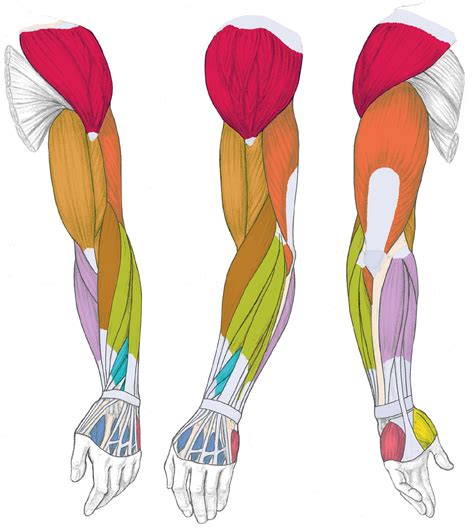 Female Muscle Anatomy Printable