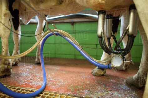 Milking Machine Milking Cow At Dairy Farm Chilliwack British Columbia