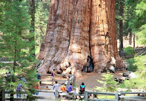 To jest najstarsze i największe drzewo TwojaPogoda pl