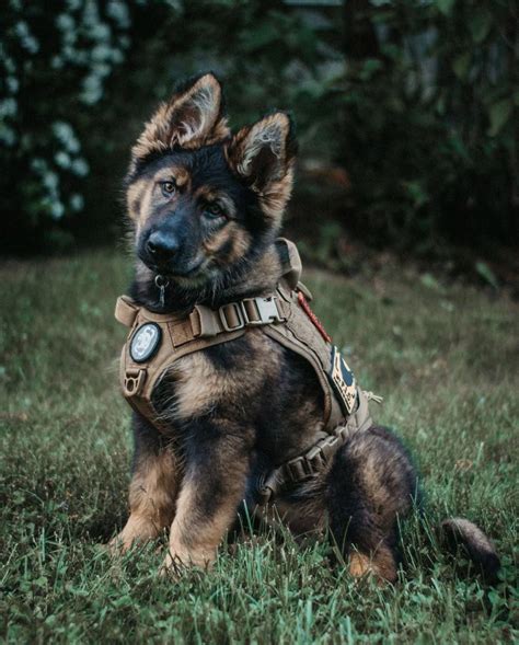 Discover Even More Details On German Shepherd Look Into Our Website