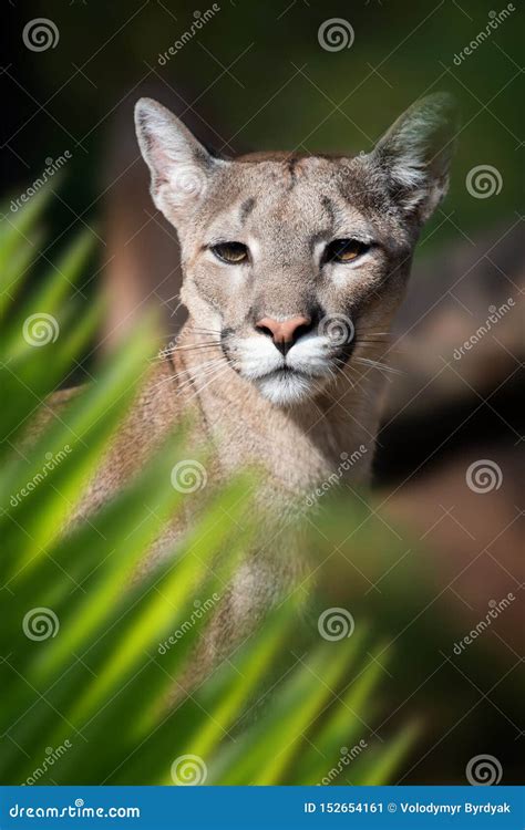 Cougar Portrait In Jungle Stock Image Image Of Head 152654161