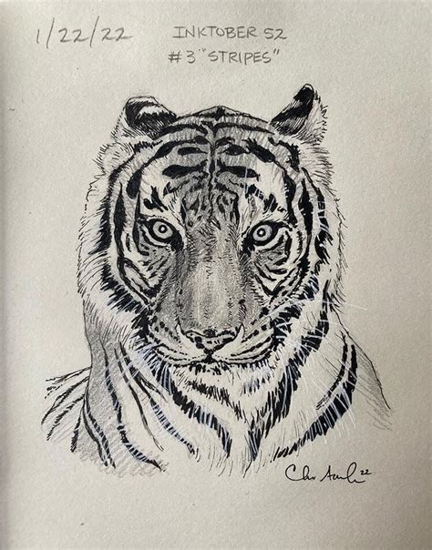 14 Cool Tiger Drawings That Make Great References Beautiful Dawn Designs