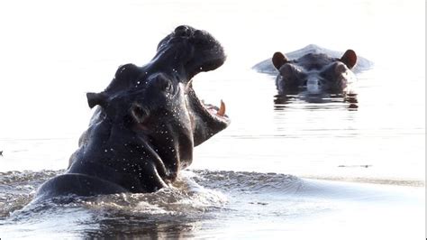Hippo Kills Chinese Tourist Fisherman In Kenya Wfmz