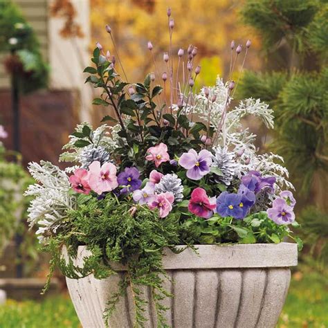Pansy Winter Container Winter Container Gardening Container