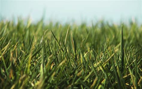 Wallpaper Field Green Flower Grassland Meadow Lawn Prairie