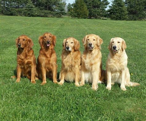 Dark Golden Retrievers Puppies Different Types Of Golden Retriever