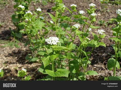 Clusters White Flowers Image And Photo Free Trial Bigstock