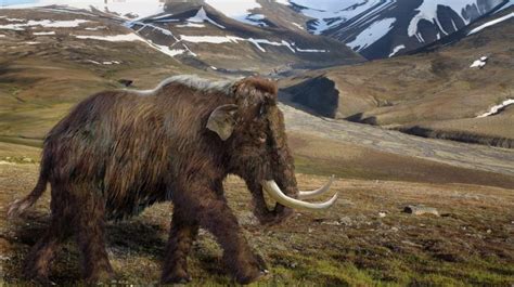 The Remains Of A Mammoth Reveal Its Diet Science In Poland