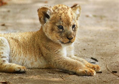 Baby Lion Baby Lion Pictures Cute Lion Lion Pictures Wild Animals