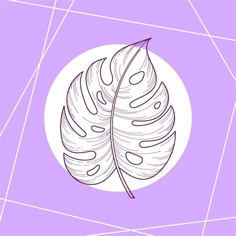 Hoja De Monstera Dibujada A Mano Aislada En La Ilustración De Vector De