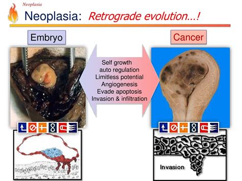 Ppt Pathology Lecture Neoplasia Powerpoint Presentation Free