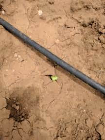 Check spelling or type a new query. Plants Are Breaking Through - Carr Farms