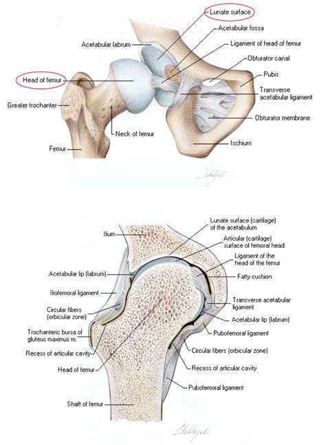 Biomechanics Of Hip Joint Capsule Pdf Download Available
