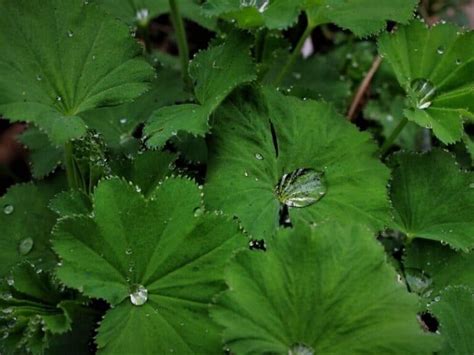 Top 21 Green Flowers That Look Absolutely Amazing Florgeous