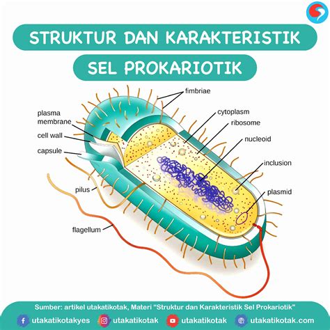 Struktur Dan Karakteristik Sel Prokariotik Utakatikotak