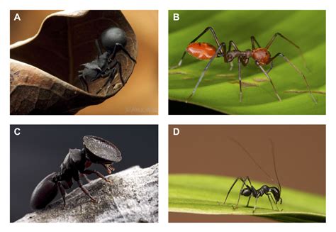 Which Of These Arthropods Is An Ant Ask An Entomologist