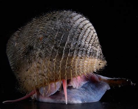 Alviniconcha Sp Hydrothermal Vent Snail Sea Animals Deep Sea