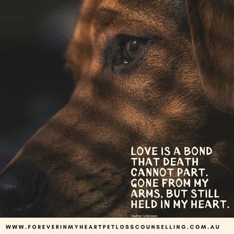 Pin By Lettie Cooper On Dog Stuff Dog Quotes Dog Quotes Love Dog