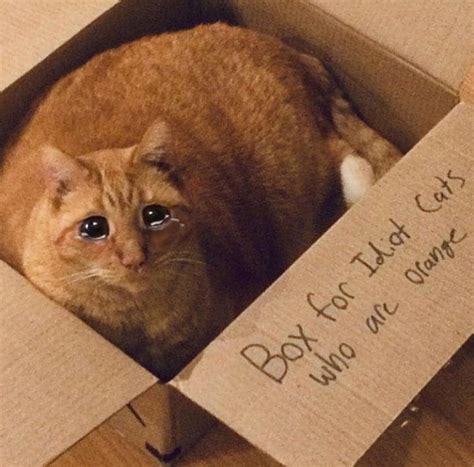 Sad Box Cat Rsadcats