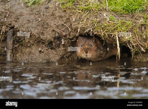 Eastern Vole Eastern Vole European Water Vole Arvicola Amphibius Large Voles Water Rat