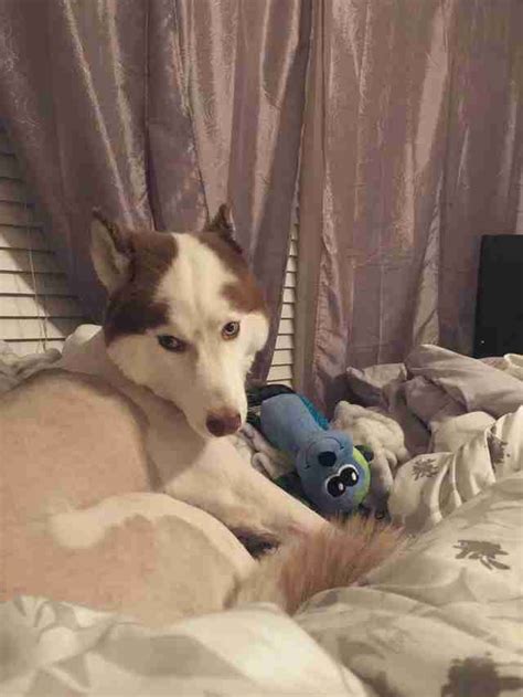 Husky Gets Hilariously Bad Haircut After Groomer ...