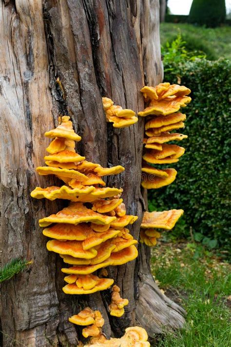 Fungus On Tree Stump Stock Photo Image Of Growth Fungi 163604210
