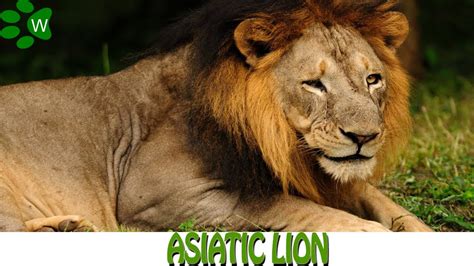Asiatic Lion The King Of The Jungle Youtube