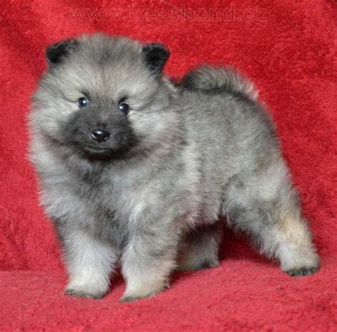 Keeshond Puppy Girl For Sale Keeshond Puppy Keeshond Puppies