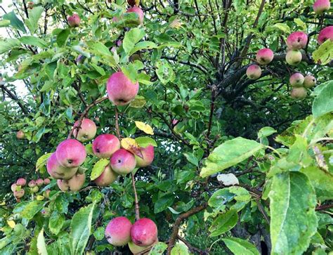 Fruit plants & trees for zone 8; 10 Best Zone 4 Fruit Trees