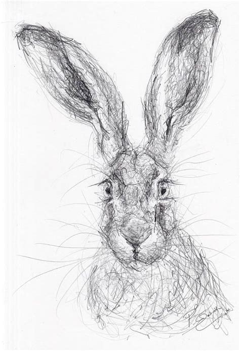 Original A4 Pencil Drawing Of A Hare By Animal Artist Belinda