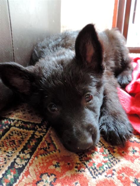 Explore 204 listings for black german shepherd puppies for sale at best prices. KC reg black German Shepherd puppies for sale ...