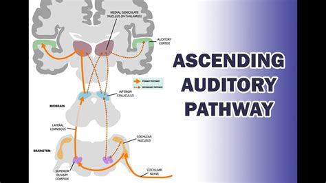 Ascending Auditory Pathway Youtube
