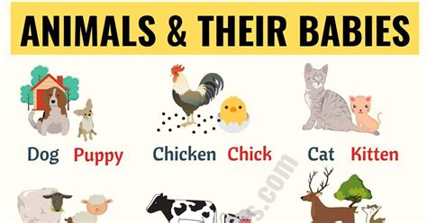 Baby Animals List Of Popular Animals And Their Babies