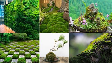 The Beauty And Art Of Japanese Moss — Arts Japan