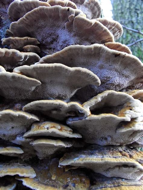 Bracket Fungi Blog Foxglove Covert Local Nature Reserve